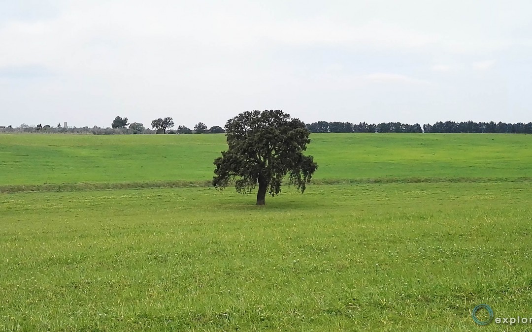 Alberi solitari