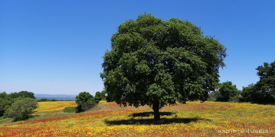 Albero-camporile-fiori-primavera