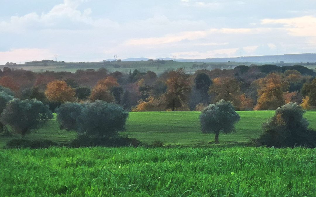 Tuscia di Mezzo – Ulivi e Bosco