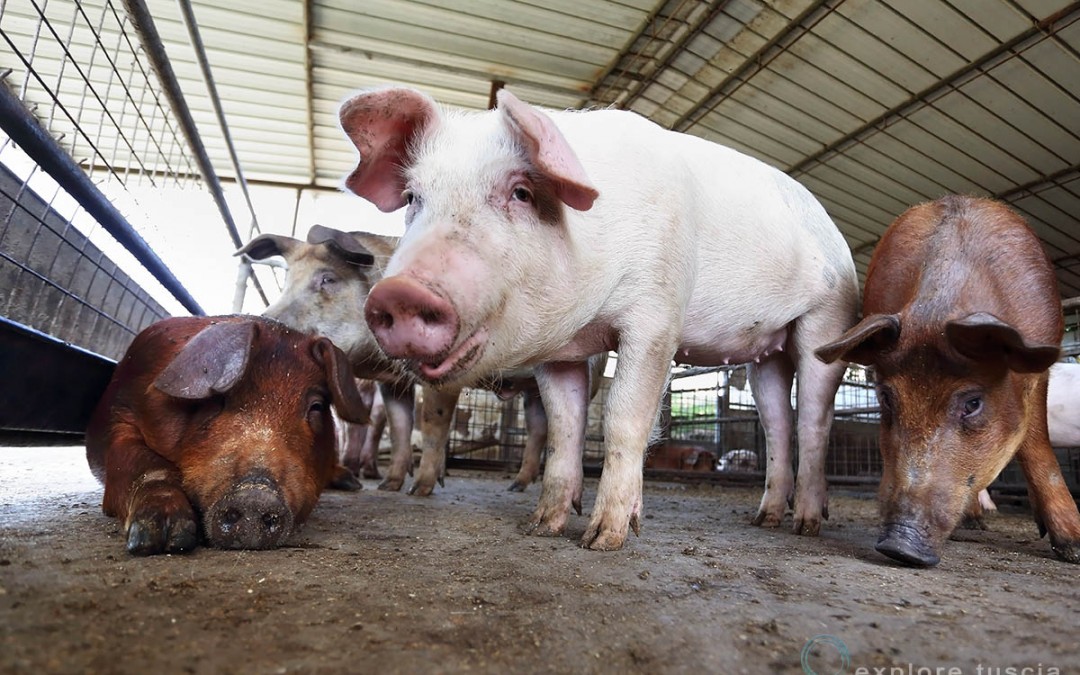 L’economia dei Porci!