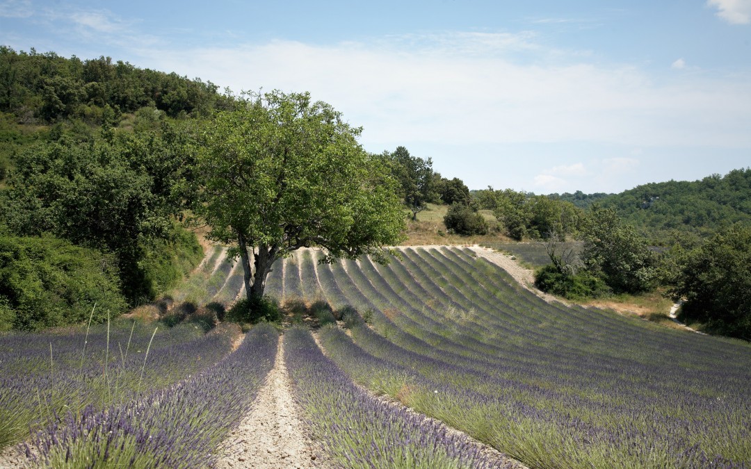 Lavanda per la Tuscia