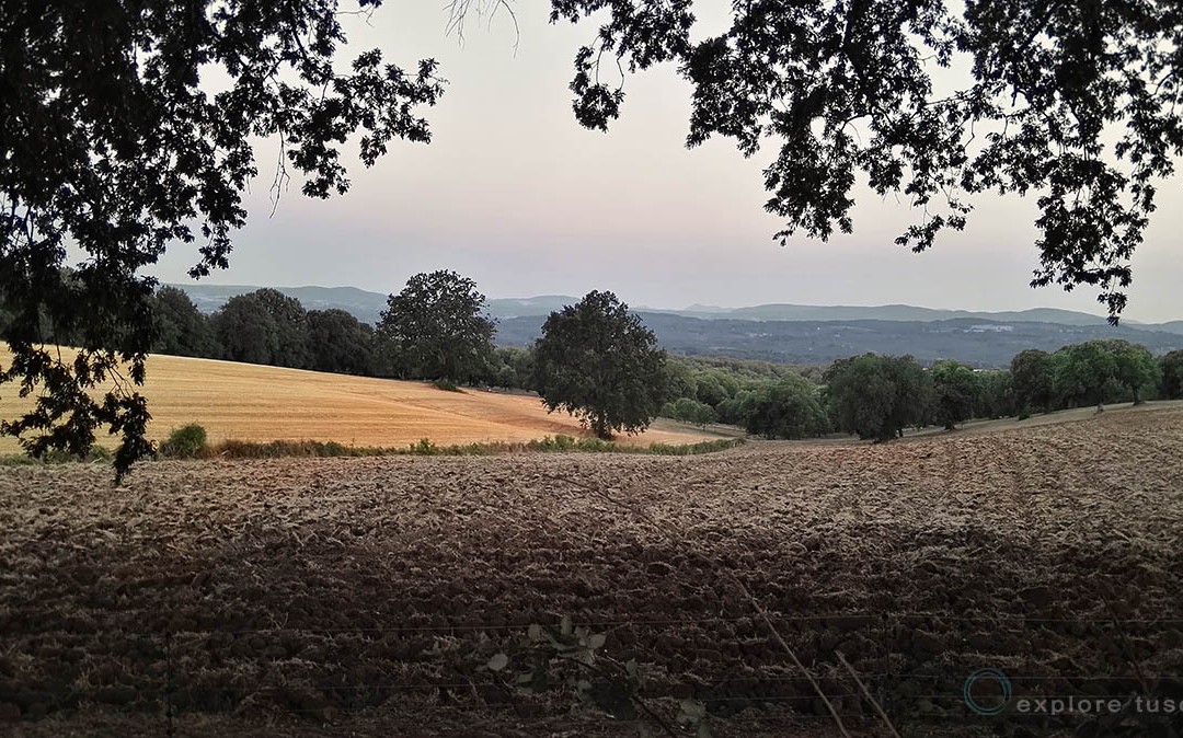 La nocciolificazione della Tuscia