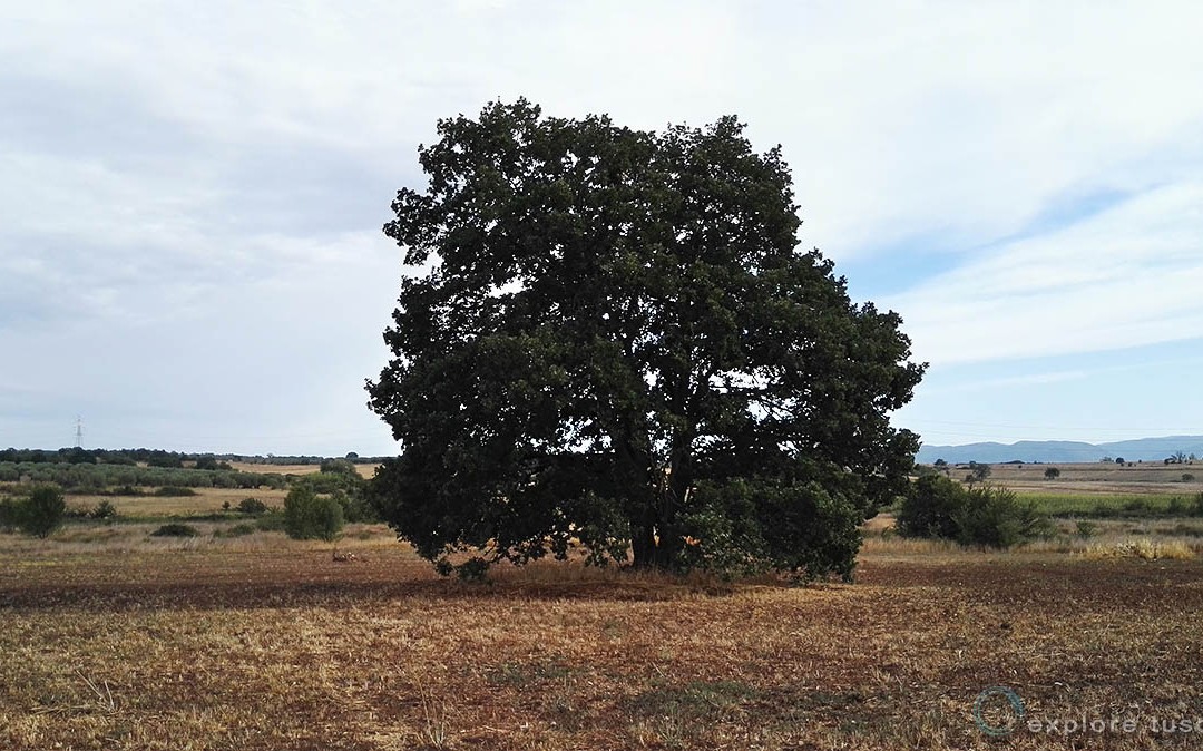 Agro Biedano