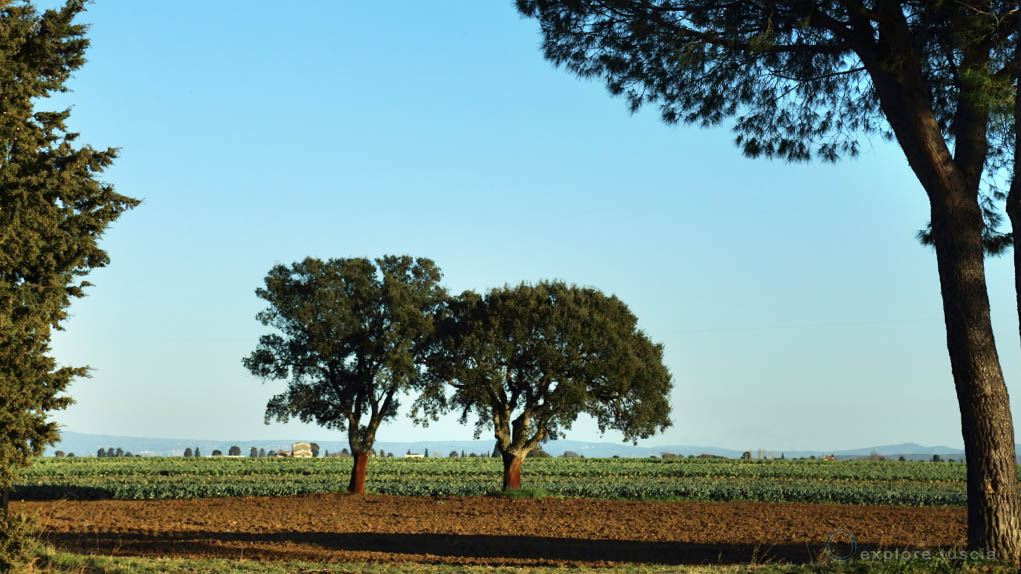 Tuscania – Terra di Sughere – Pian Vico