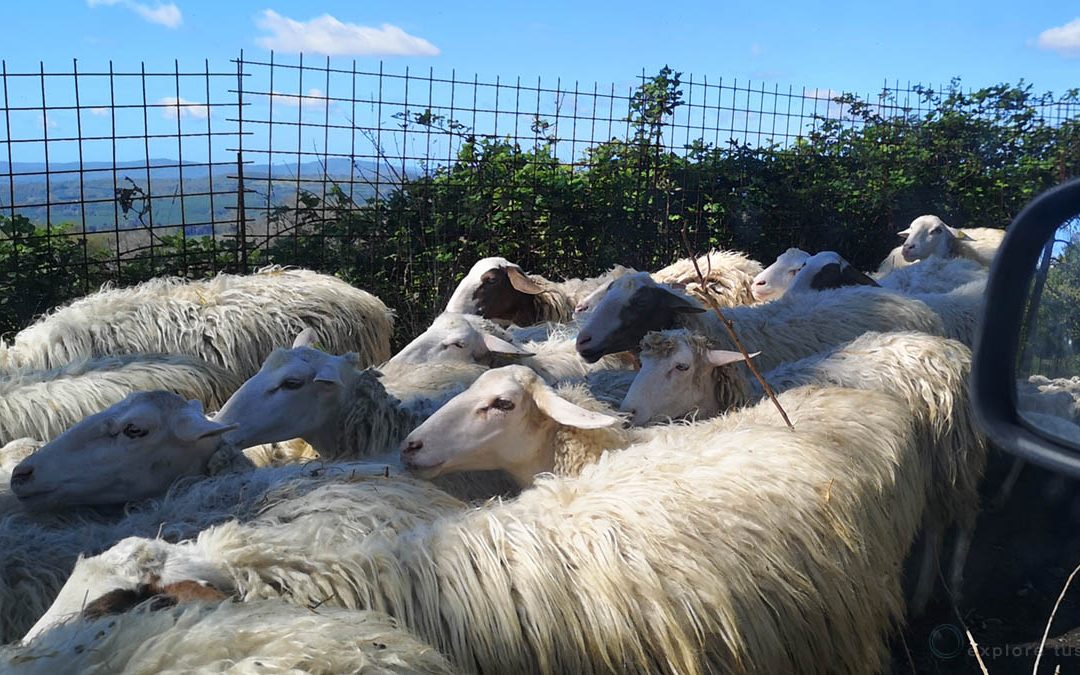 Tutti in Fila – e attenti al Sindaco!