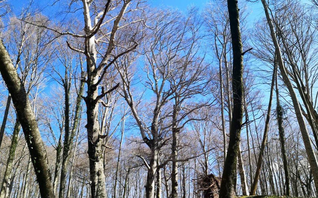 Monte Fogliano – La collina dei Giganti