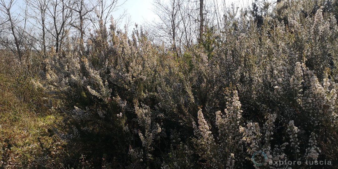 Erica della Tuscia Rupestre