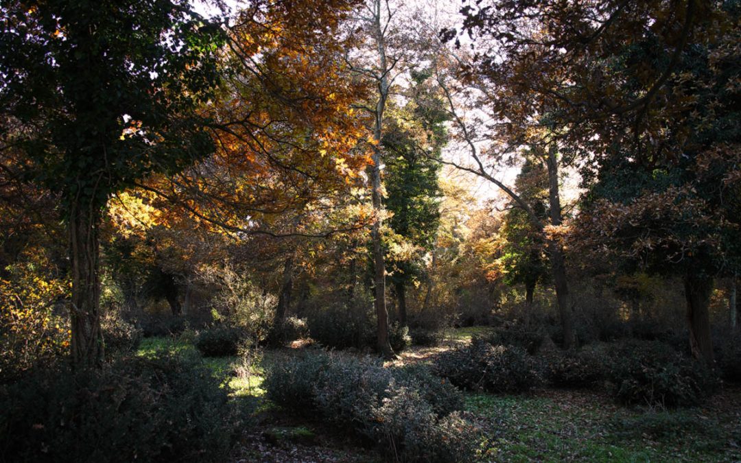 Nel Bosco Magico