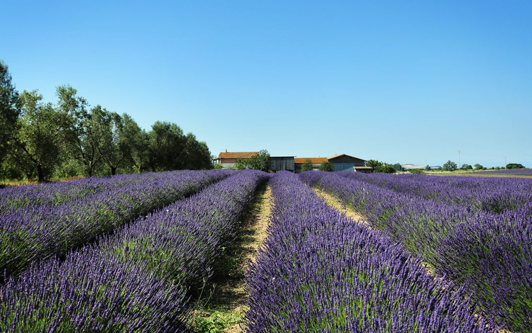 Lavanda della Tuscia