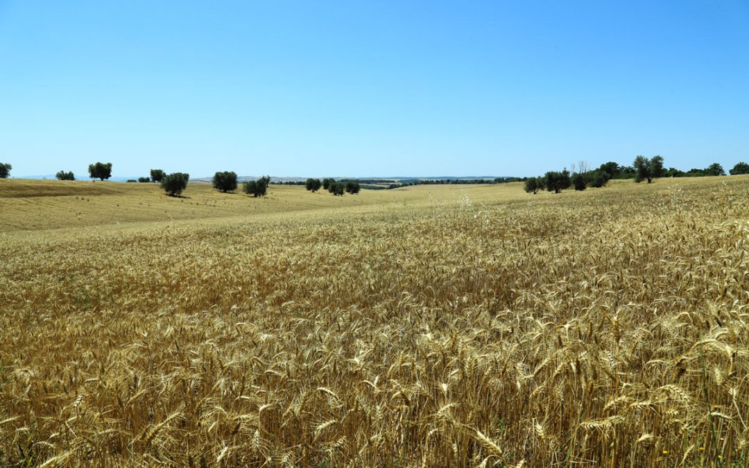 Terre Incolte con Orzo