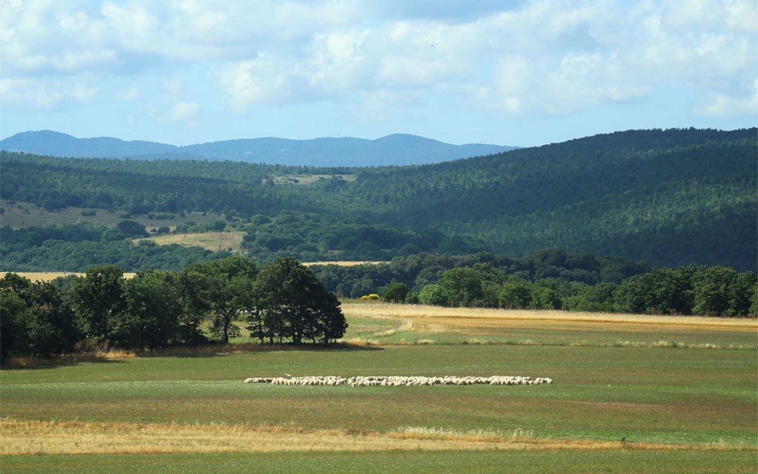 Pastorizia Nelle Terre Etrusche I