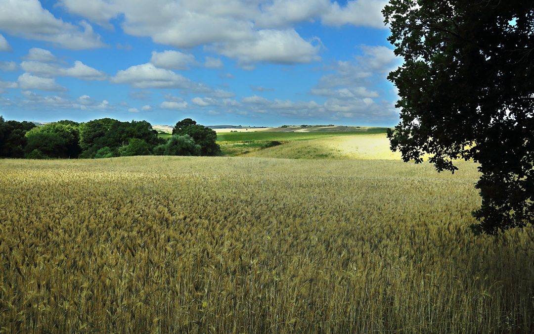 Impossibile Fare la Pasta con Grano Solo Italiano