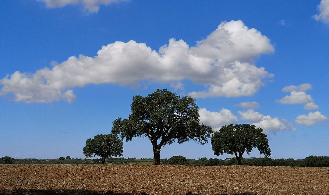 Tuscania Meravigliosa – per Ora!