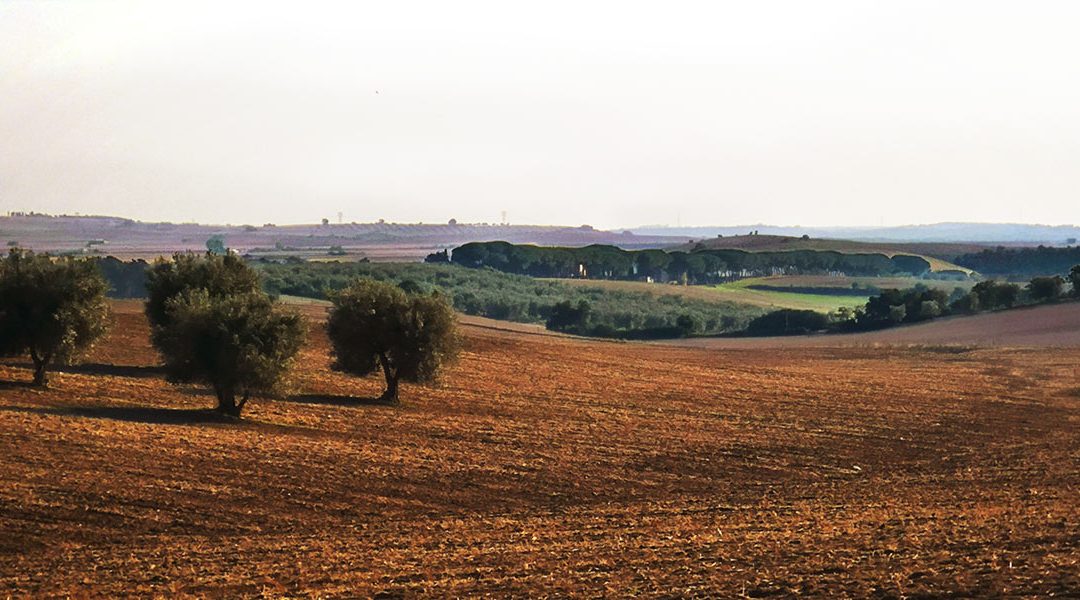 Pian di Vico per Ora Salvo!