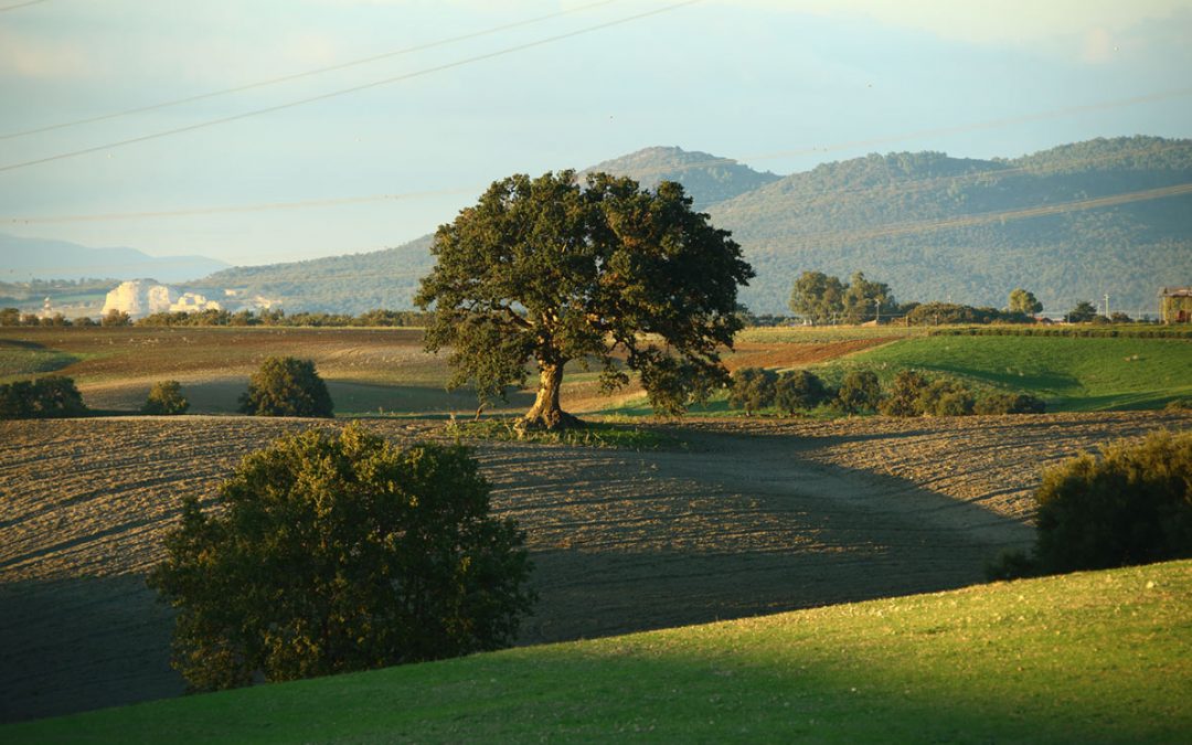 GREEN Industria