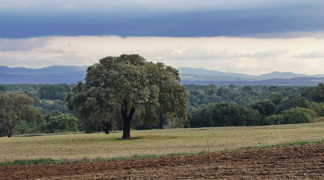 Terra per Land Grabbing?